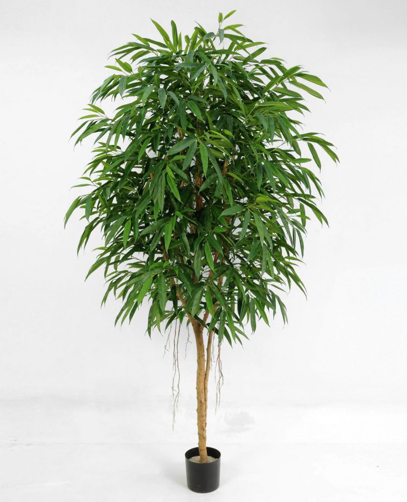 Longifolia (05-250)