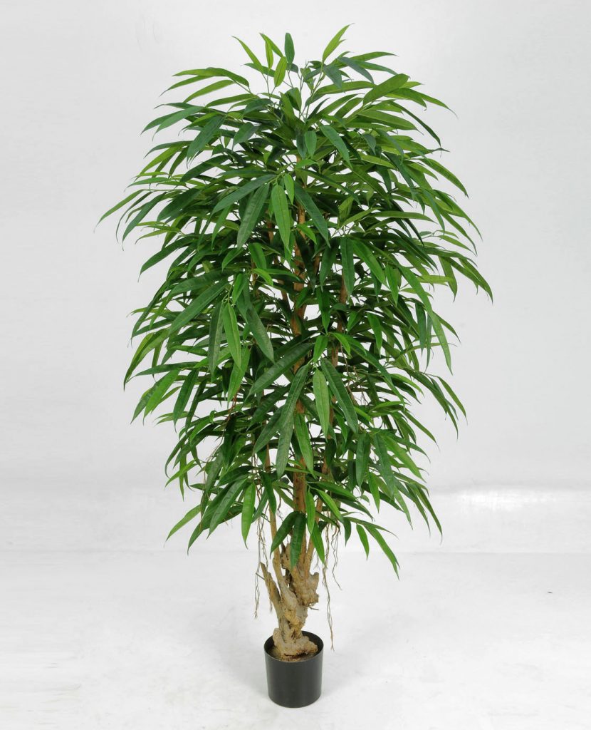 Longifolia (1041-170)