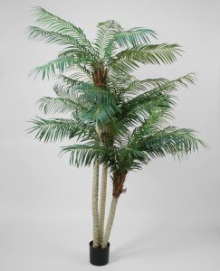 Phoenix palm (1100-230)