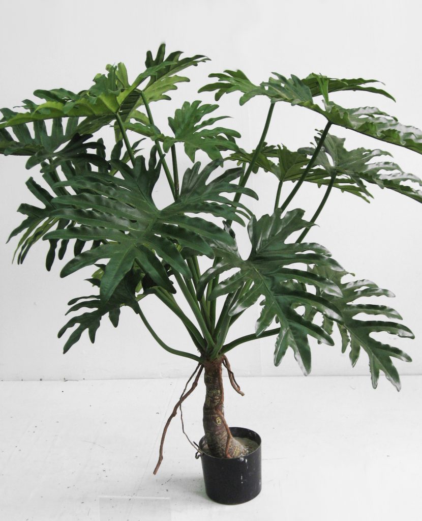 Philodendron (1120-122)