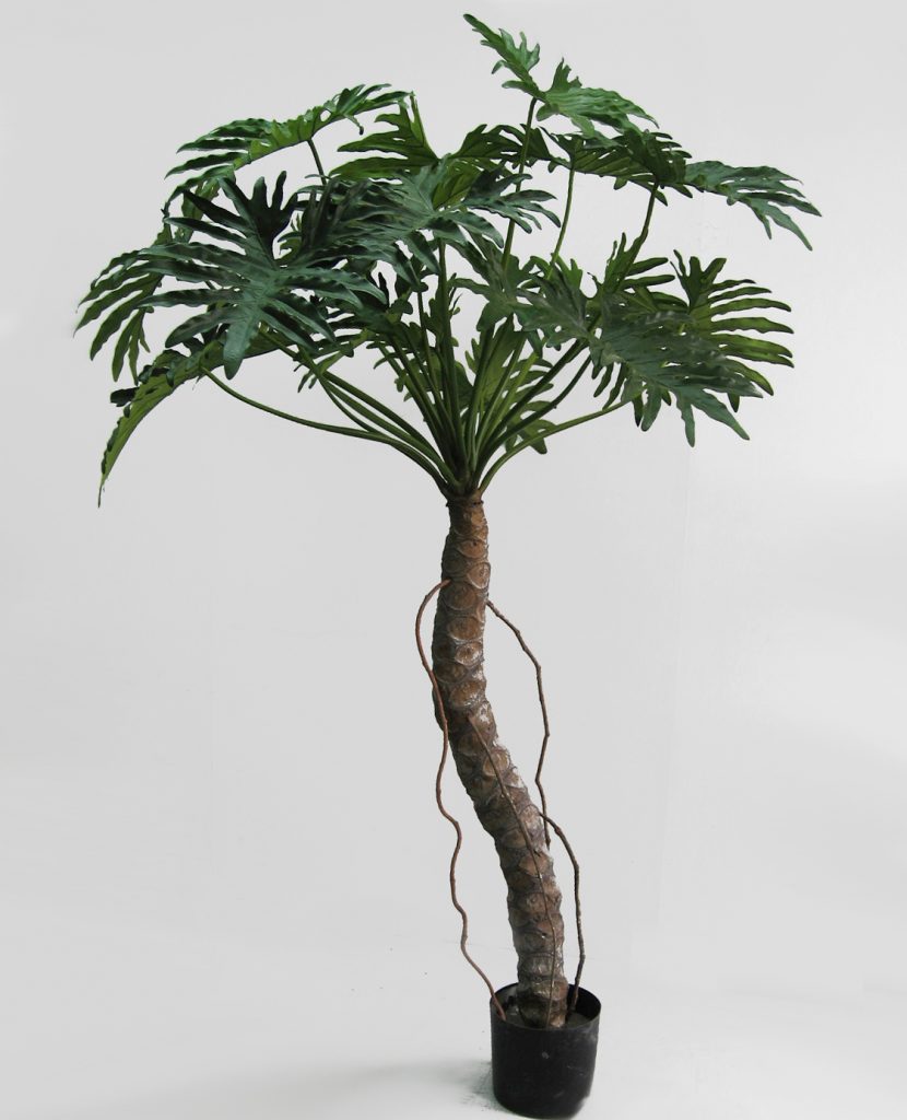 Philodendron (1120-210)