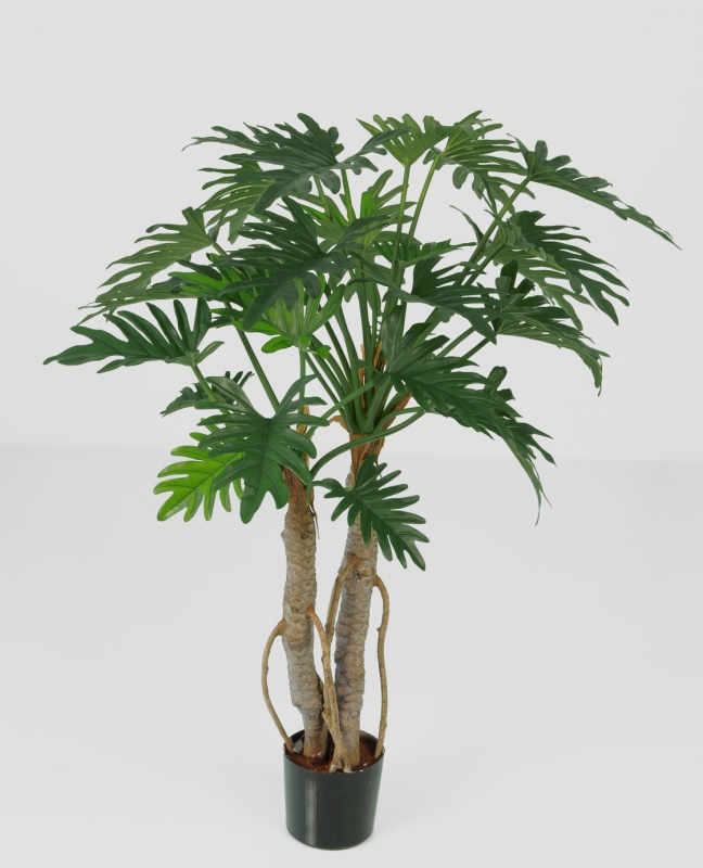 Philodendron (1147-092)