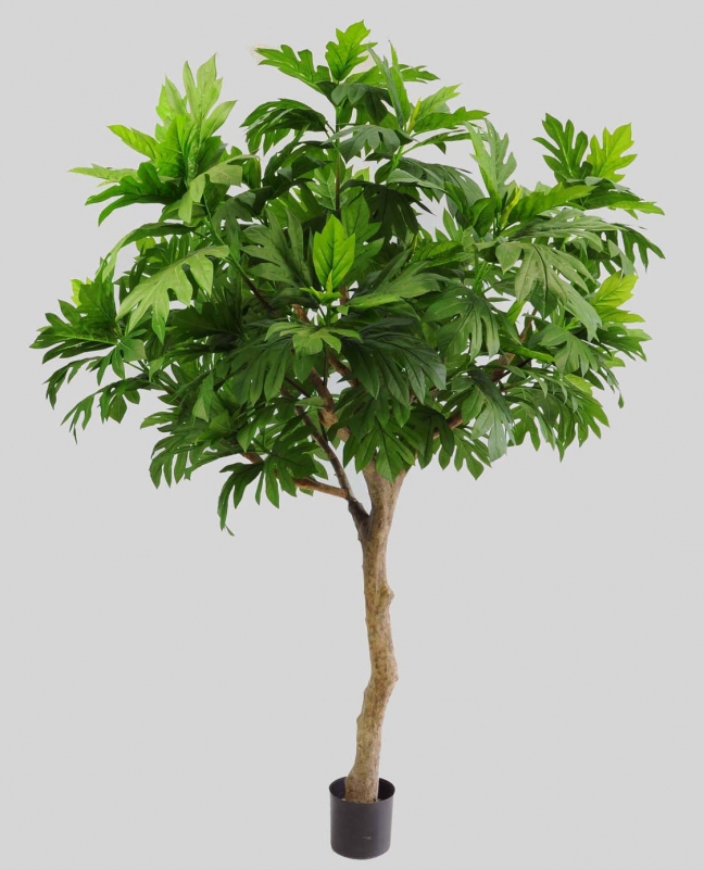 Artocarpus (1187)