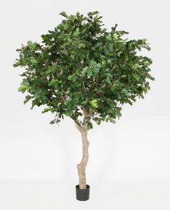 Oak tree (1189-270)
