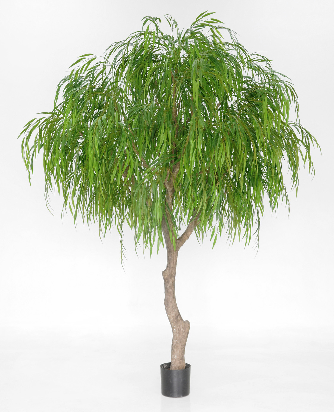 Weepling willow (1209-270)