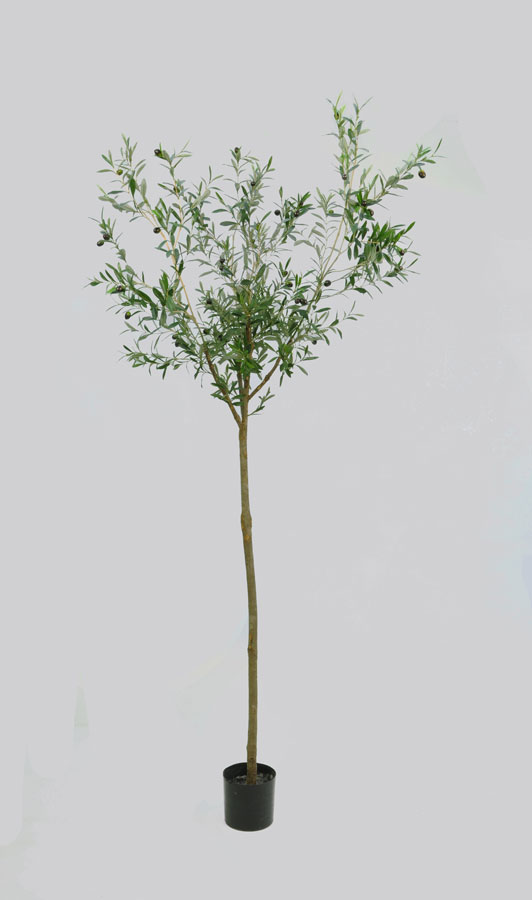 Olive Tree  (1224-200)