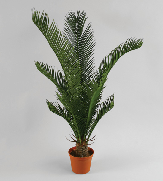 Cycas Palm (123-2)