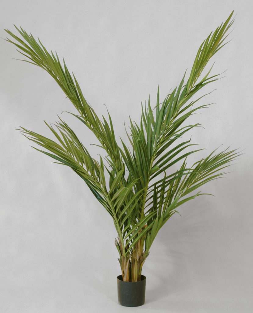 Majesty Palm (18-150)