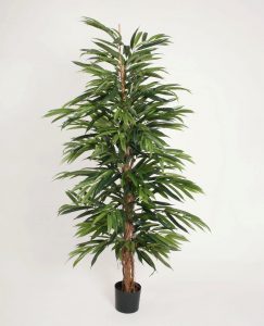 Longifolia (49-150)