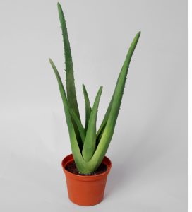 Aloe plant (5604)