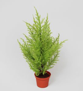 Cupressus Lime (5677)