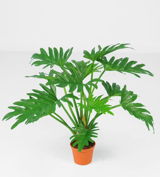 Philodendron (5717)
