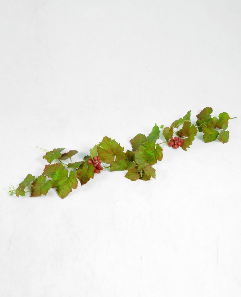 Grape Vine (5848)