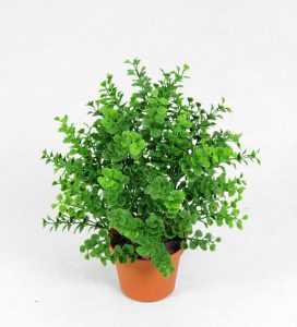 Potted plant (5851)