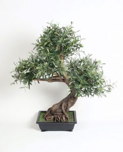 Olive Bonsai (5861)