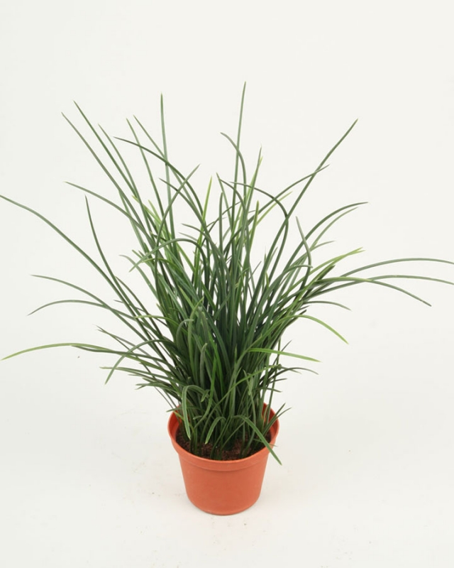 Grass In Pot (589)