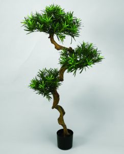 Podocarpus  (61-115)