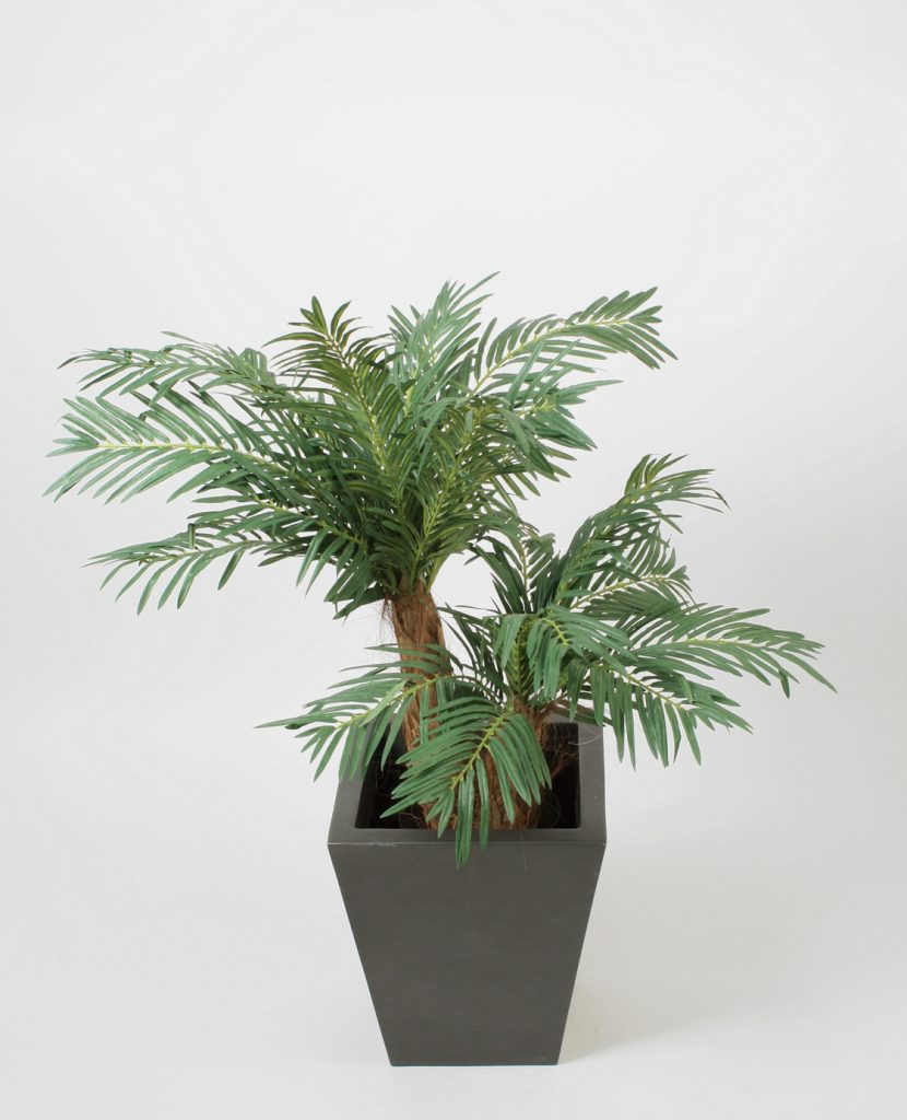 Cycas Palm (62-090)