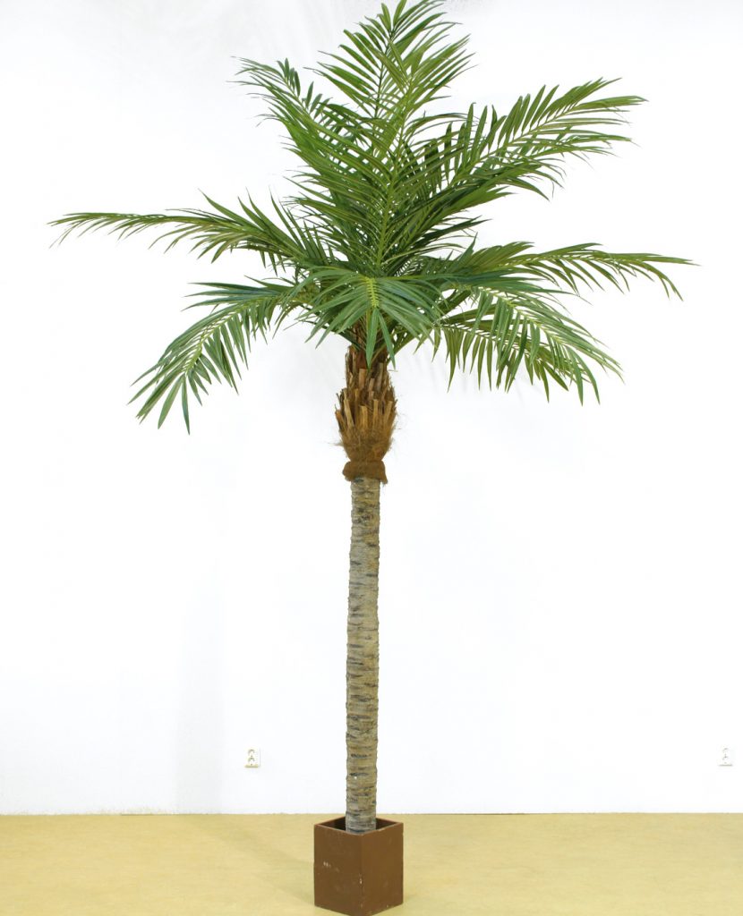 Majesty Palm (64)