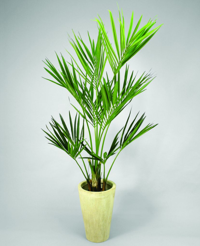 Kentia palm (65)