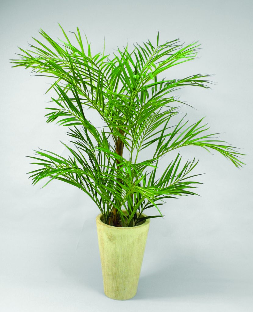 Areca Palm (66-120)