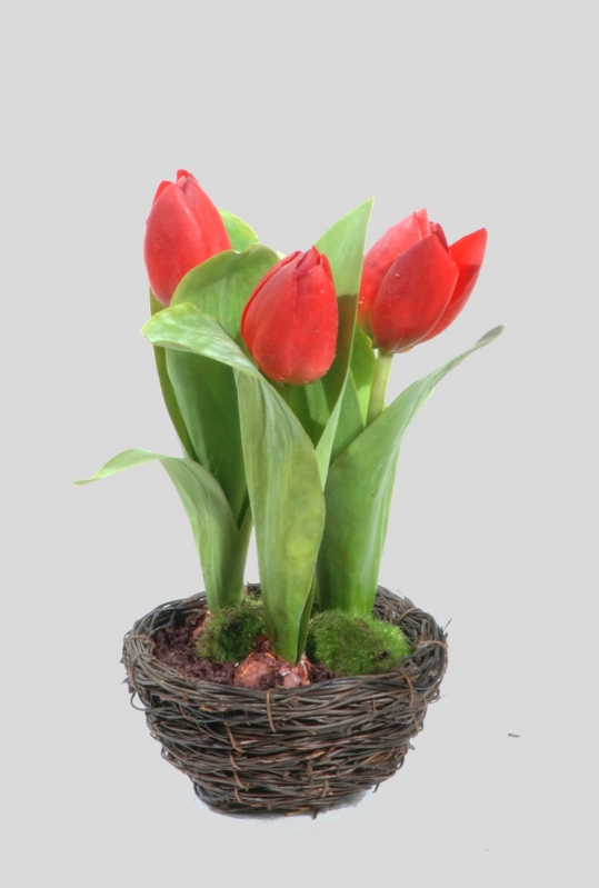 Tulip in Bird Nest (699)
