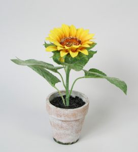 Sunflower (7084)