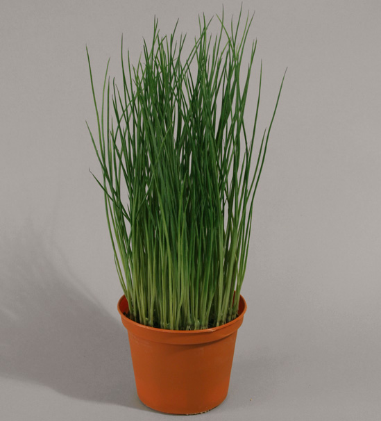 Grass In Pot (823-1)