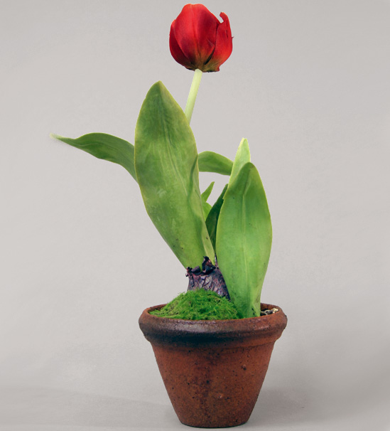 Tulip (9284)