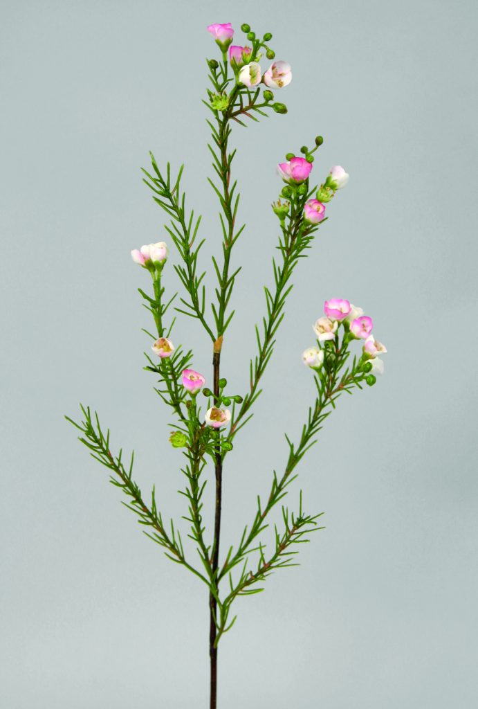 Wax Flower (9357)