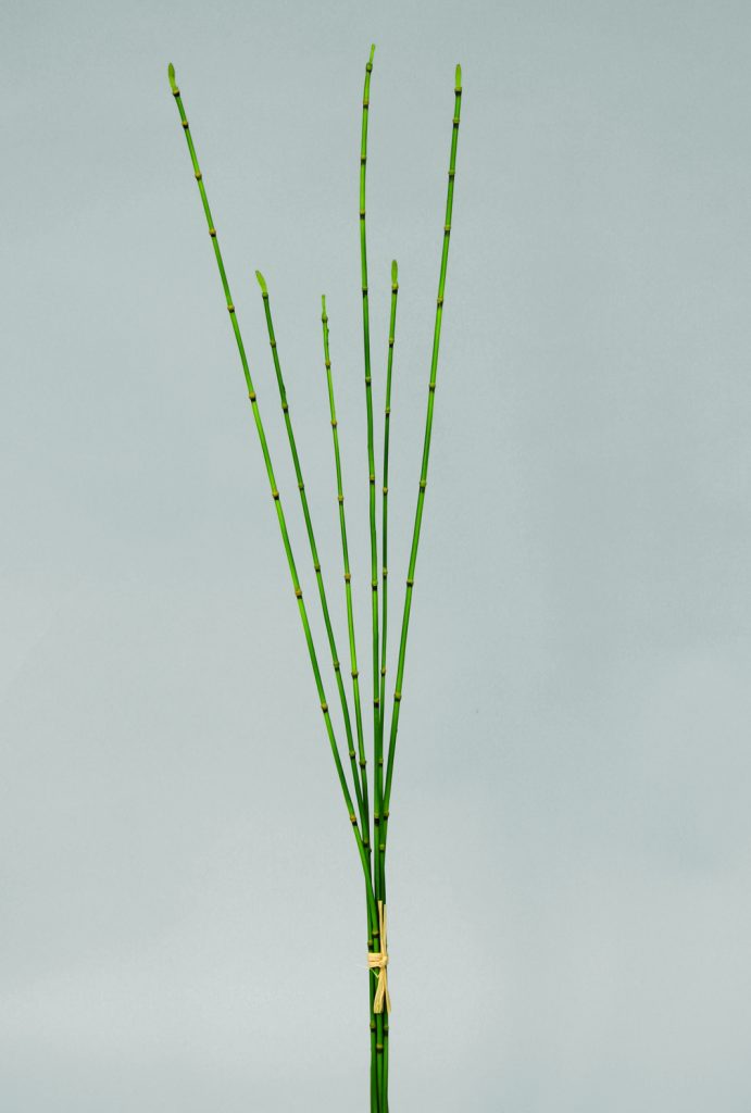 Bamboo (9781)
