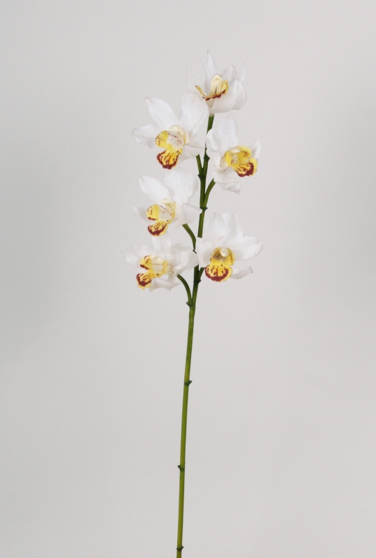 Cymbidium Orchid (310)