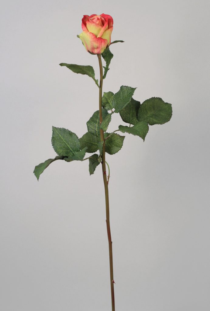 Rose (6859)