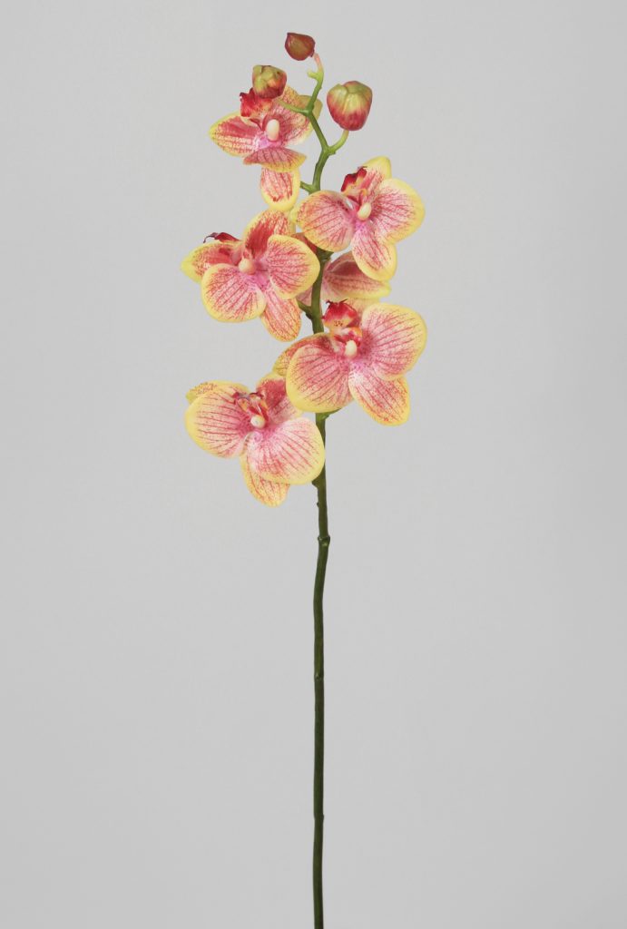 Phalaenopsis (686)