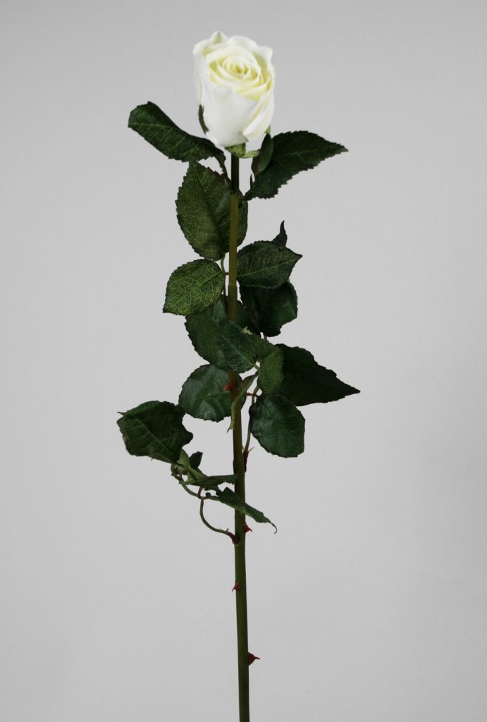 Rose (689)