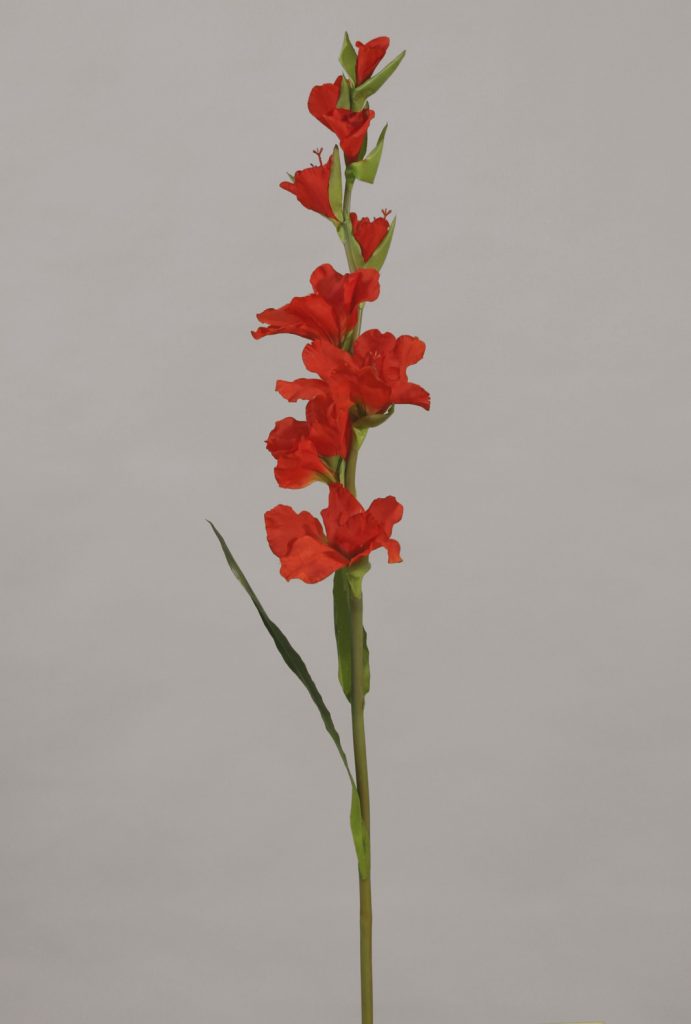 Gladiolus (927)