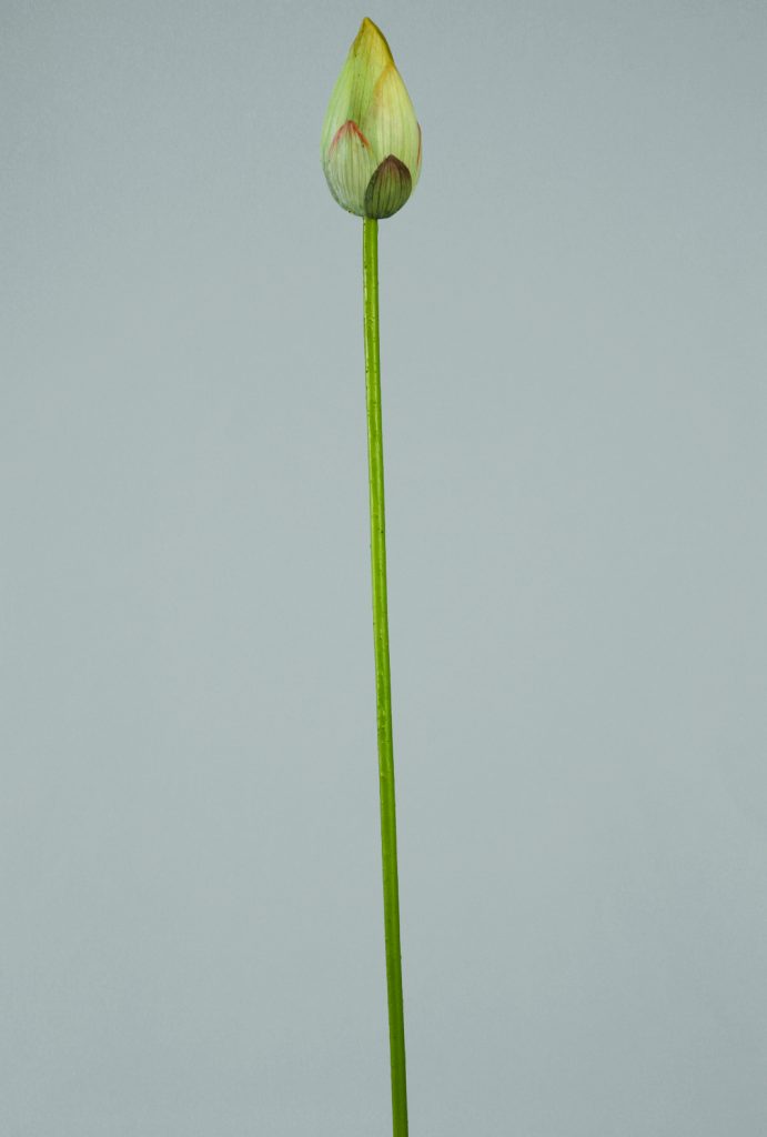 Water Lily Bud (9610)