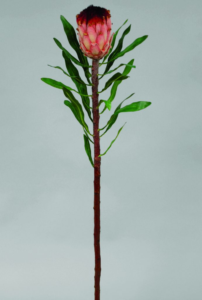 Protea (9630)