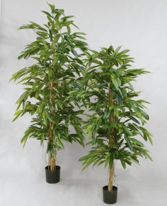 Longifolia (05-170)