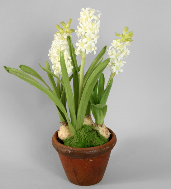 Hyacinth In Pot (9283)