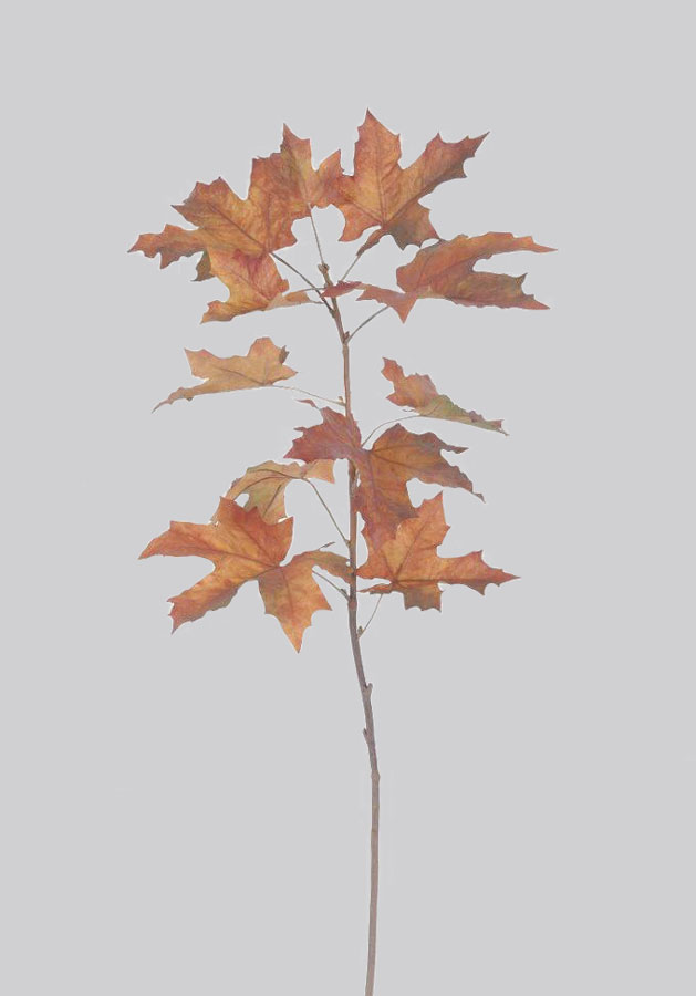 Maple Branch (4069)