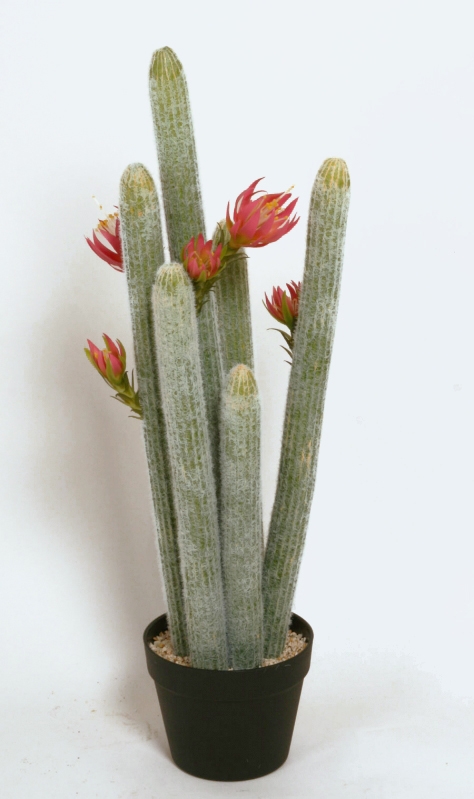 Cactus (8104)