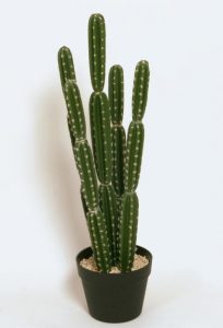 Cactus  (8106)