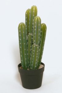 Cactus  (8116)
