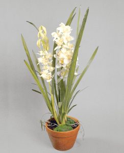 Cymbidium Orchid (840)