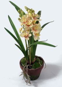 Cymbidium Orchid (9177-2)