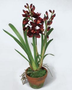 Cymbidium Orchid (9682)