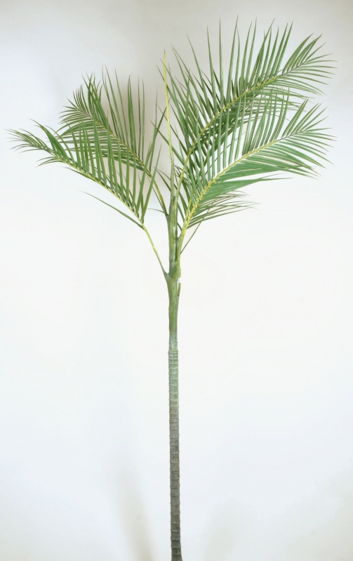 Kentia Palm (4024)
