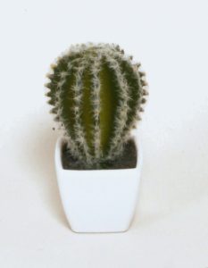 Cactus (8100)
