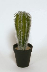 Cactus (8102)
